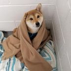 Shiba Inu in blanket